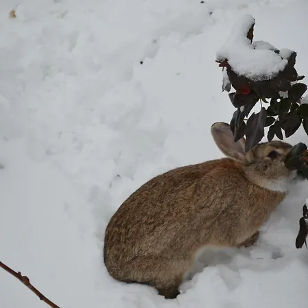 Daire Lehmhof-lindig *