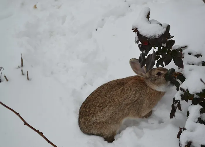 דירה Lehmhof-lindig *